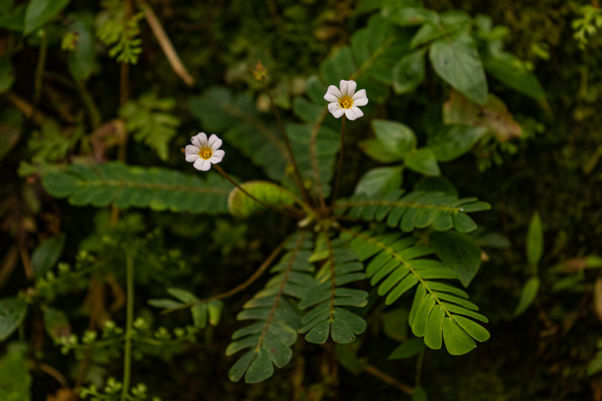 Biophytum helenae