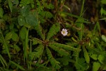 Biophytum helenae