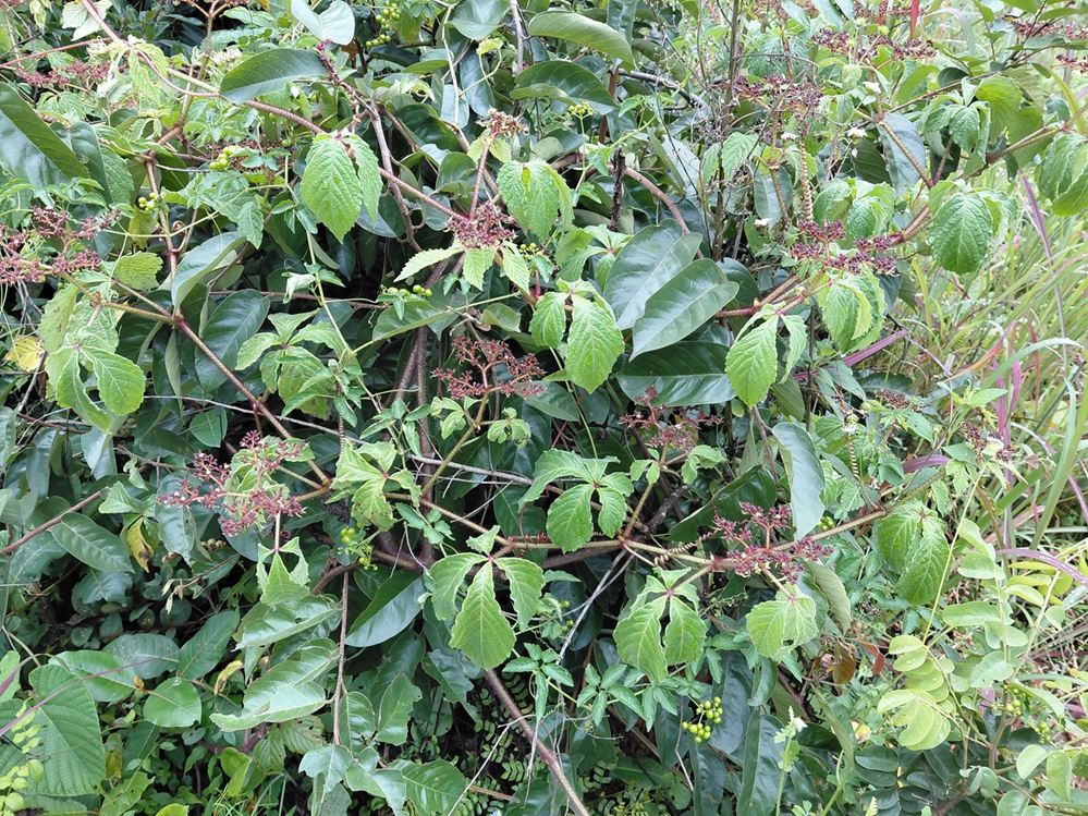 Cyphostemma hildebrandtii