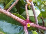 Cyphostemma hildebrandtii