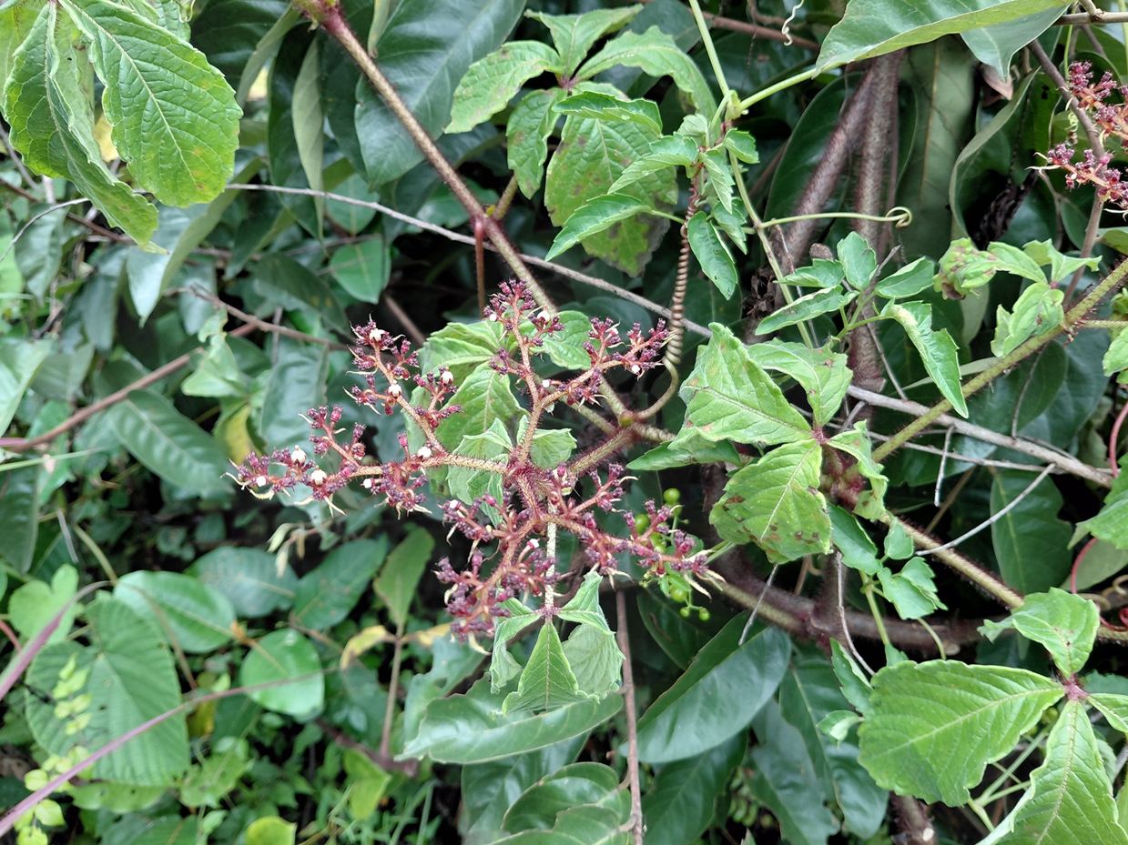 Cyphostemma hildebrandtii