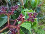 Cyphostemma hildebrandtii