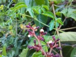 Cyphostemma hildebrandtii