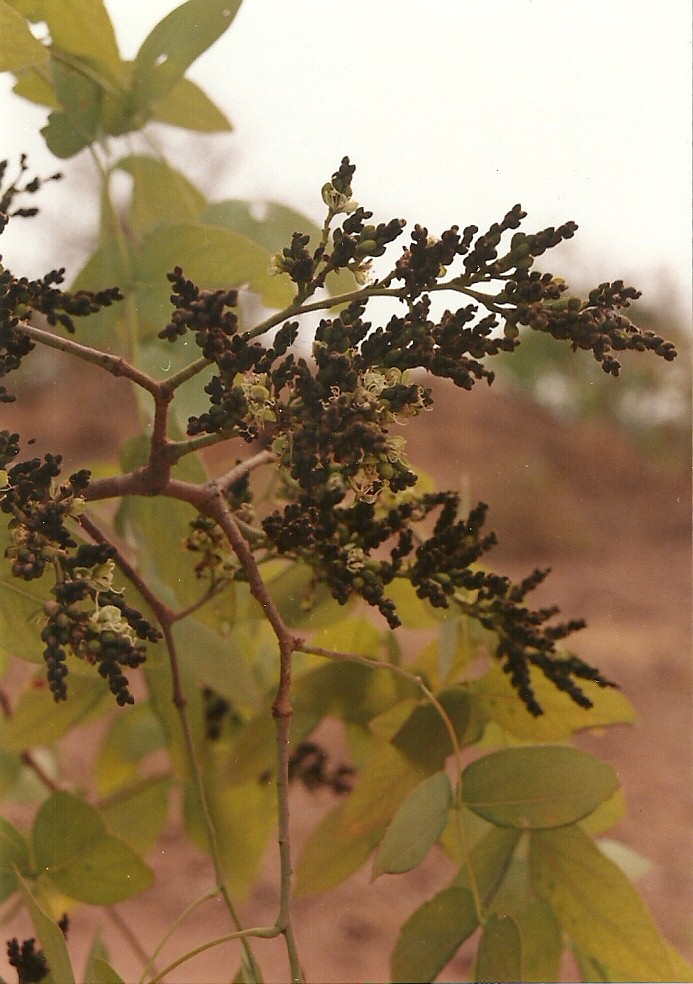 Brachystegia floribunda