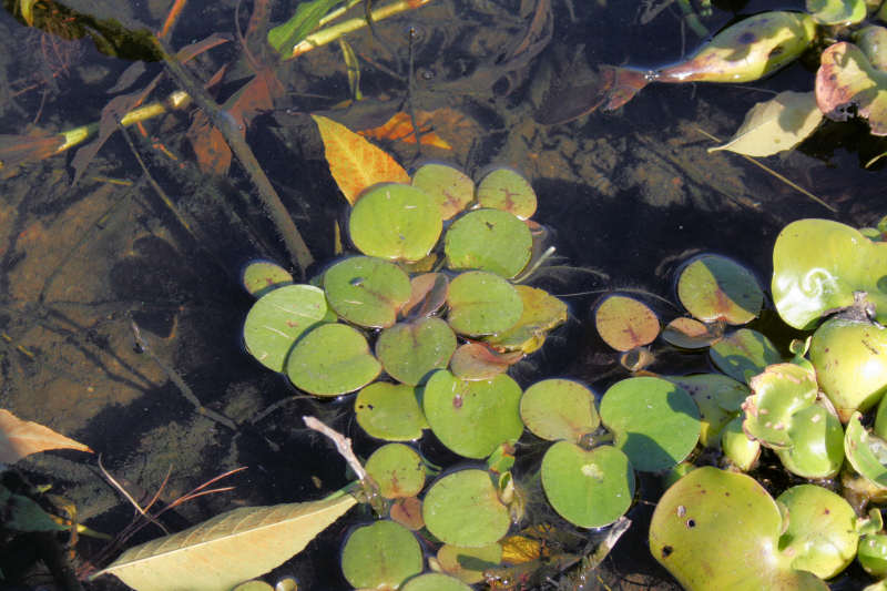 Limnobium laevigatum