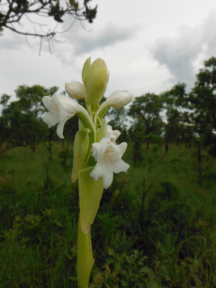 Satyrium kitimboense