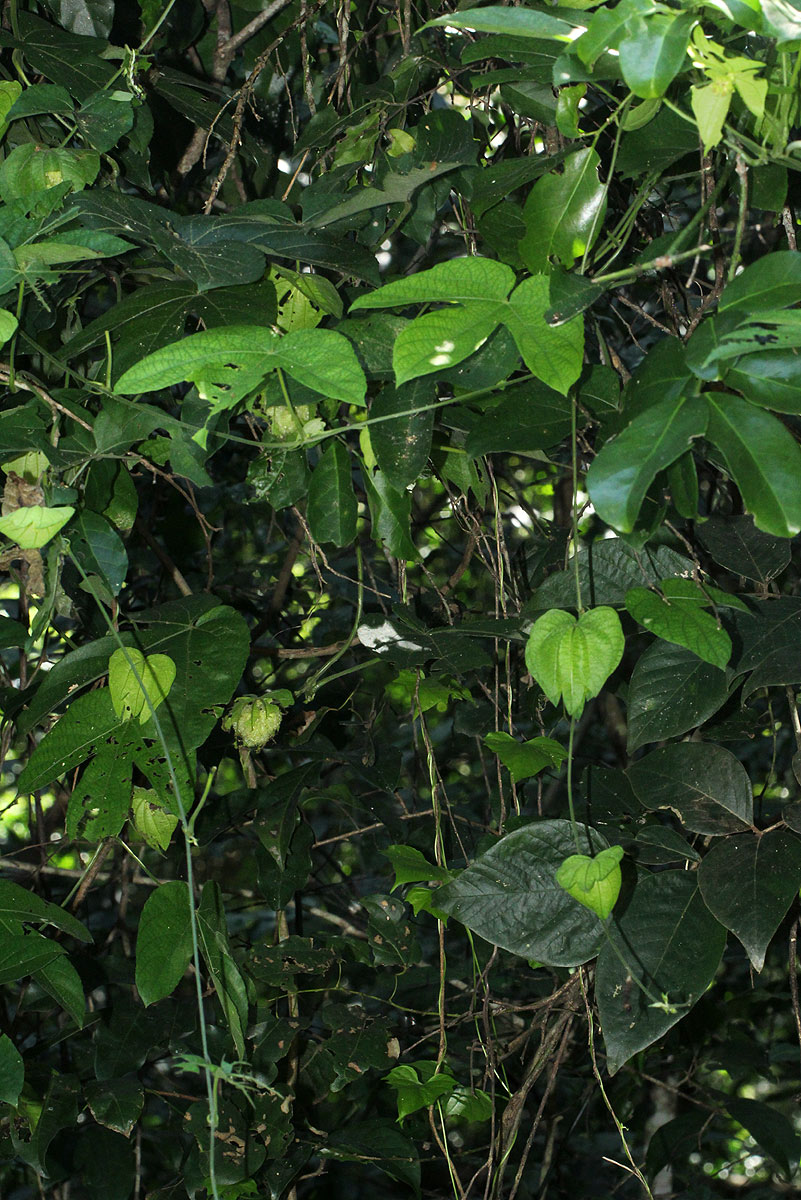 Dalechampia scandens var. cordofana Dalechampia scandens var. cordofana