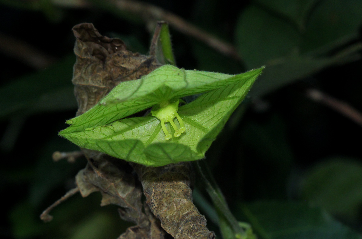 Dalechampia scandens var. cordofana Dalechampia scandens var. cordofana