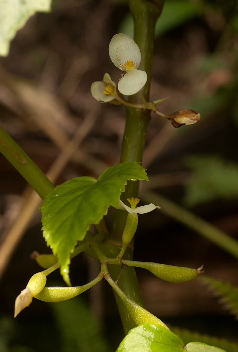 Begonia oxyloba