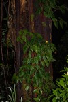 Begonia sutherlandii subsp. sutherlandii
