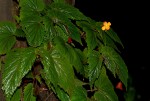 Begonia sutherlandii subsp. sutherlandii