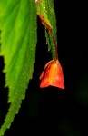 Begonia sutherlandii subsp. sutherlandii