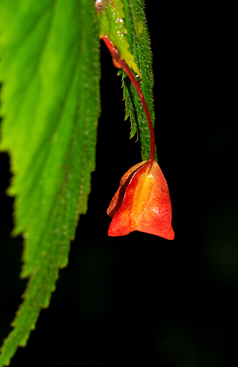 Begonia sutherlandii subsp. sutherlandii