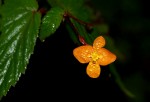 Begonia sutherlandii subsp. sutherlandii