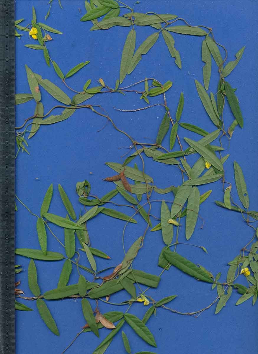 Vigna comosa subsp. comosa Vigna comosa subsp. comosa