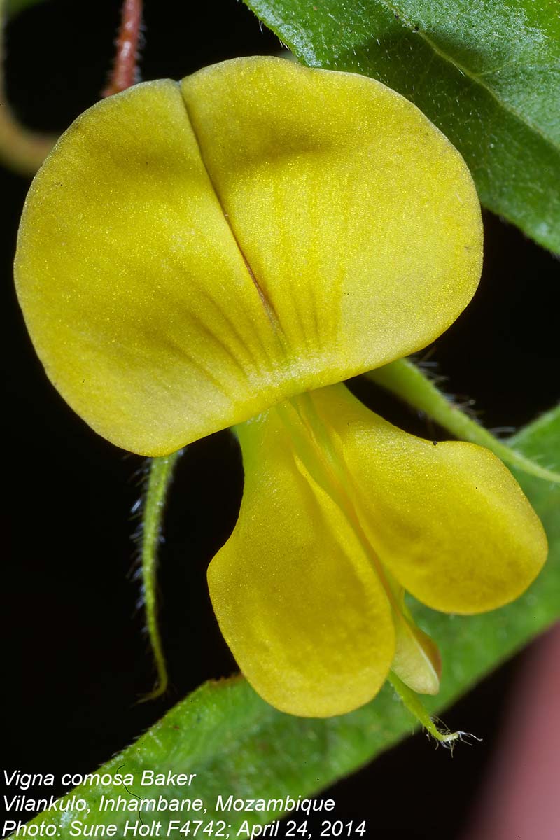 Vigna comosa subsp. comosa Vigna comosa subsp. comosa