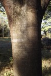 Ficus laurifolia