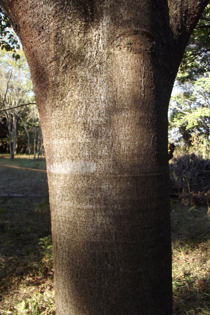 Ficus laurifolia
