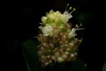 Pollia condensata