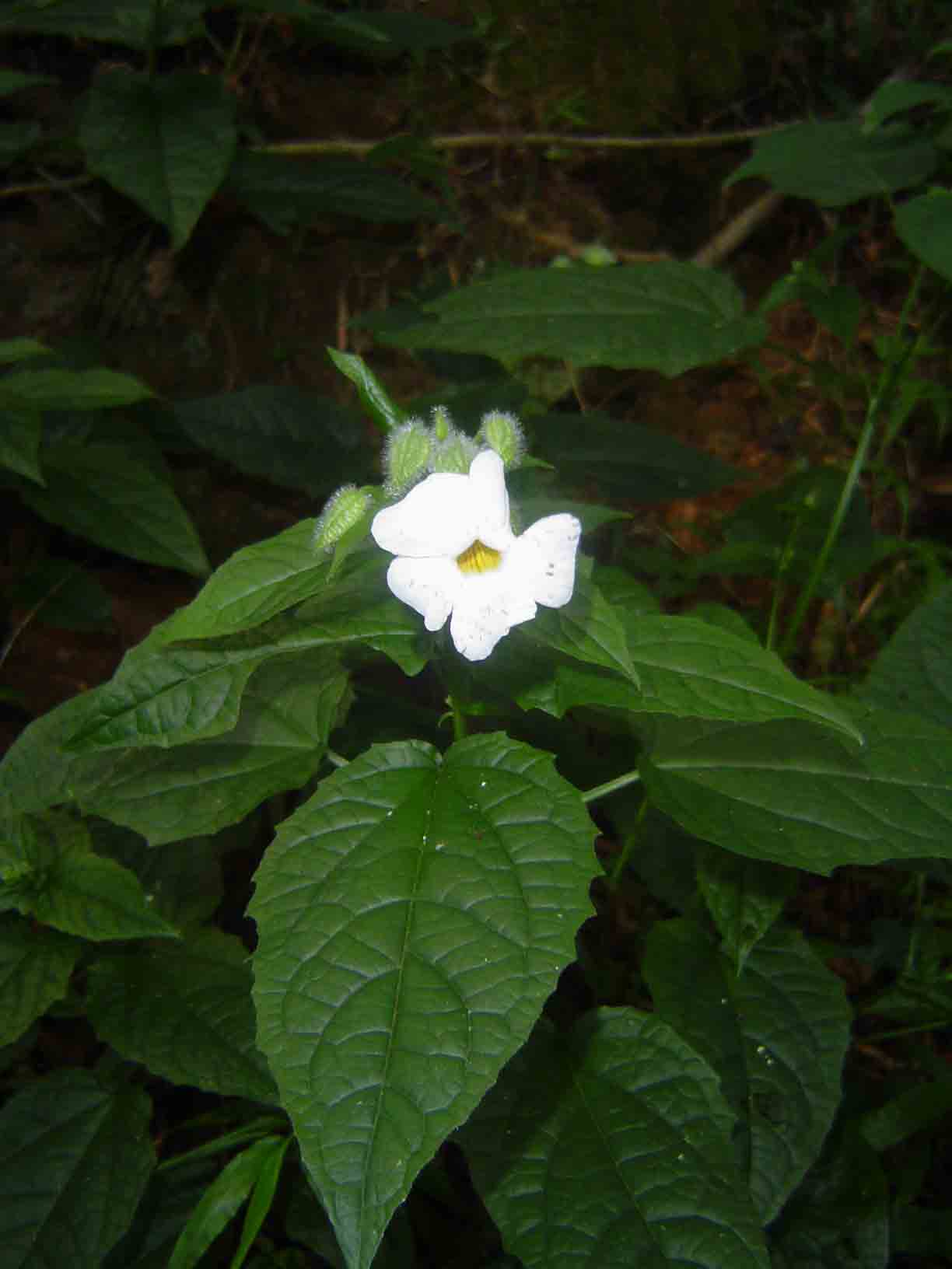 Thunbergia usambarica Thunbergia usambarica