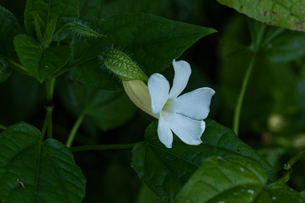 Thunbergia usambarica Thunbergia usambarica