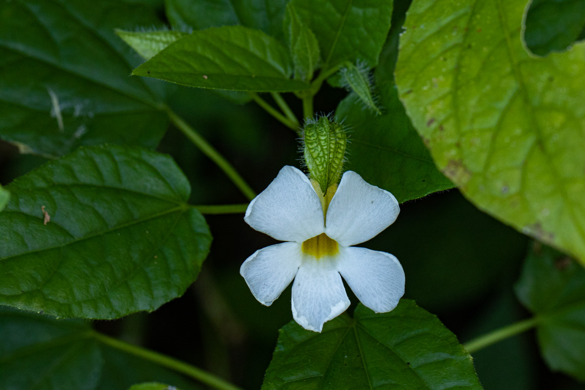Thunbergia usambarica Thunbergia usambarica