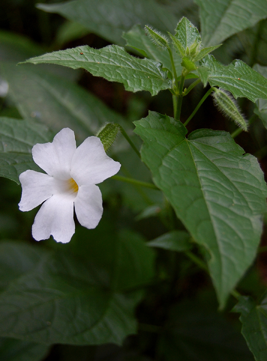 Thunbergia usambarica Thunbergia usambarica