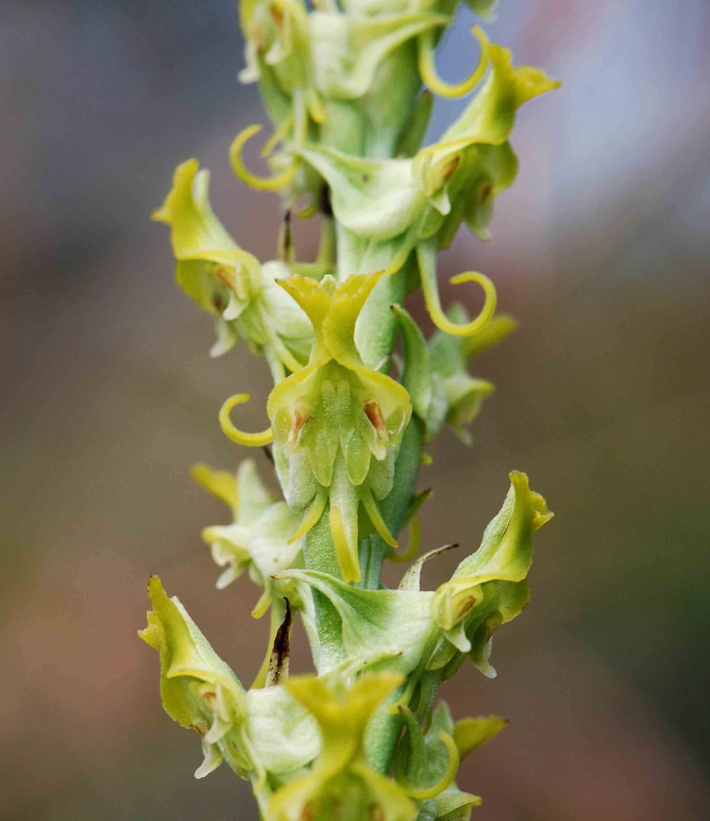 Roeperocharis wentzeliana
