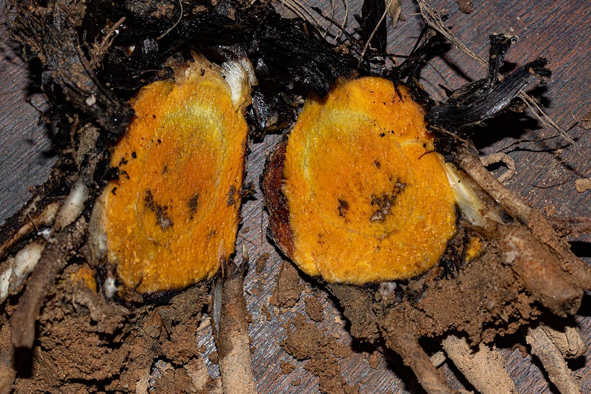 Hypoxis polystachya