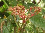 Leea guineensis