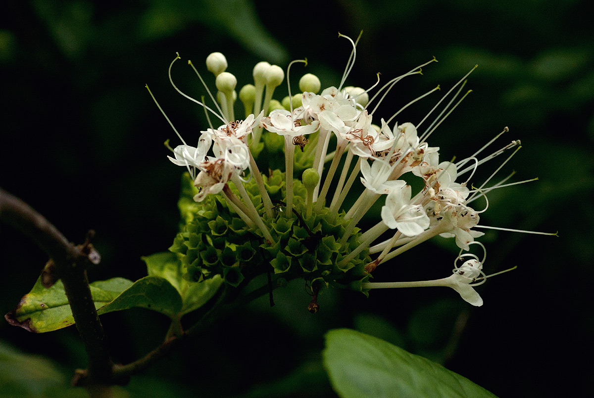 Clerodendrum schweinfurthii