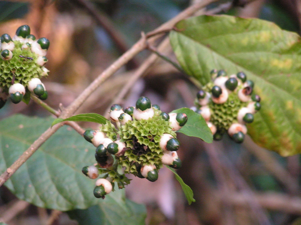 Clerodendrum schweinfurthii