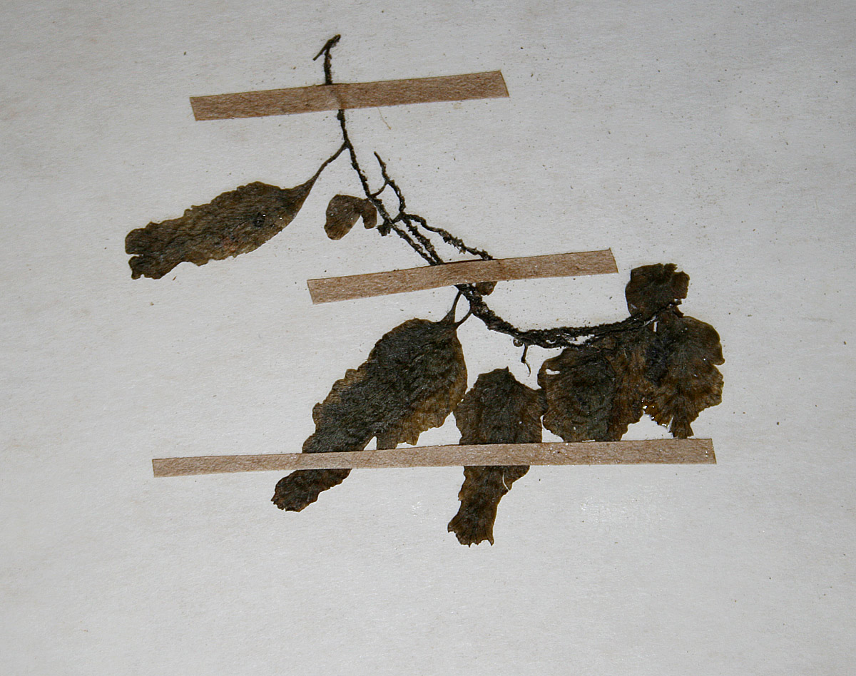Didymoglossum erosum Didymoglossum erosum