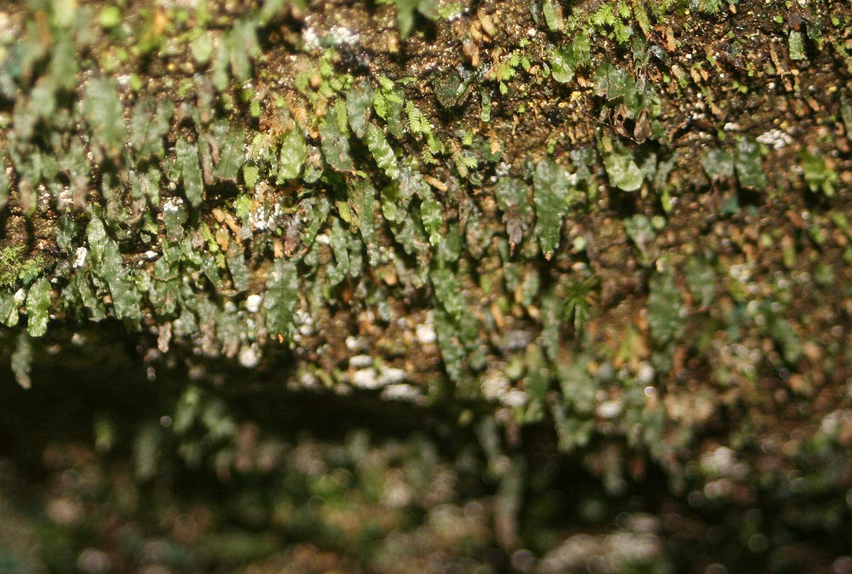 Didymoglossum erosum Didymoglossum erosum