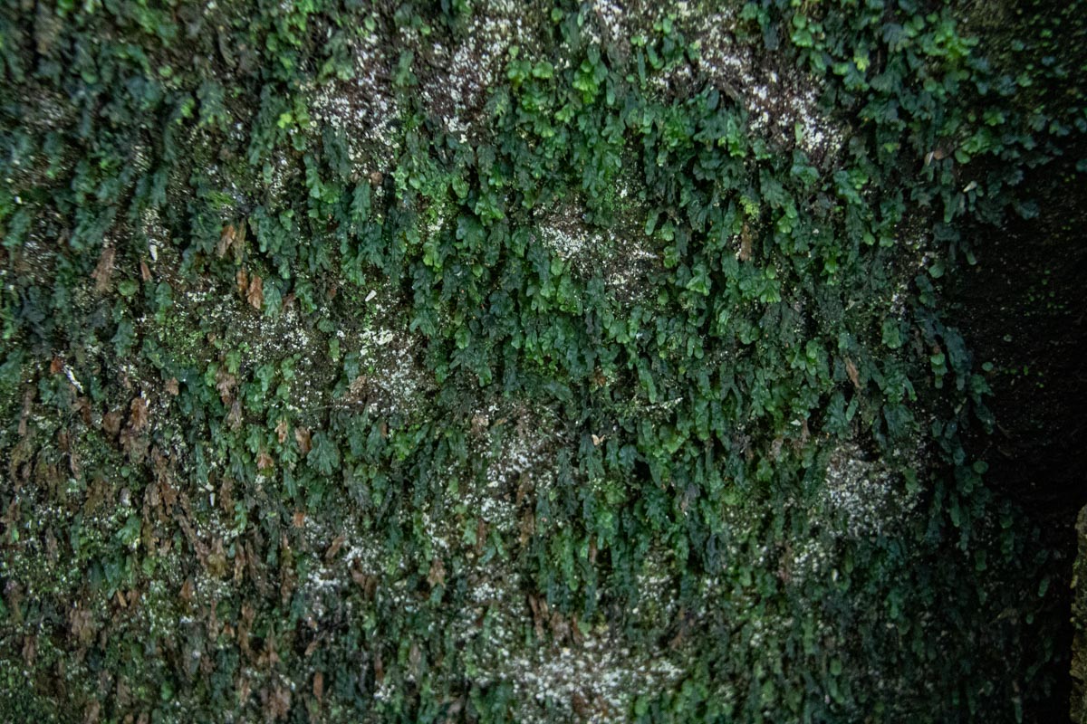 Didymoglossum erosum Didymoglossum erosum