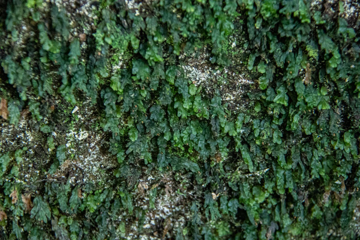 Didymoglossum erosum Didymoglossum erosum