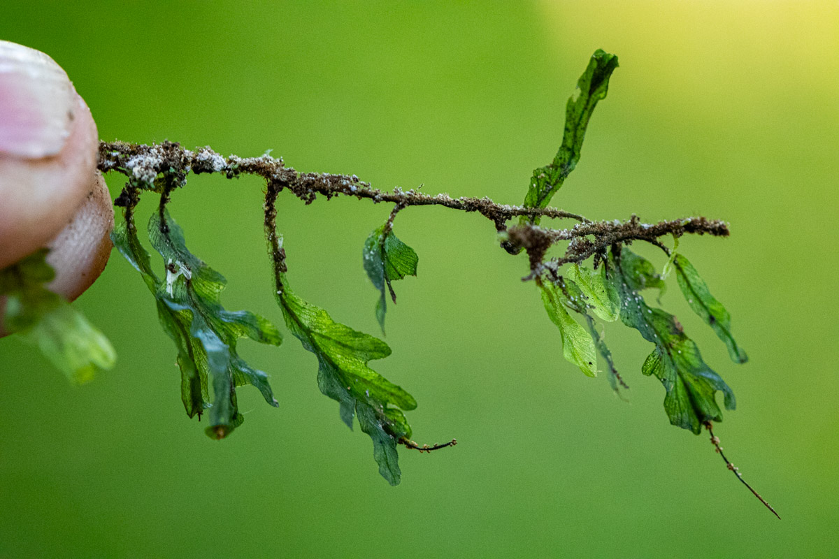 Didymoglossum erosum Didymoglossum erosum