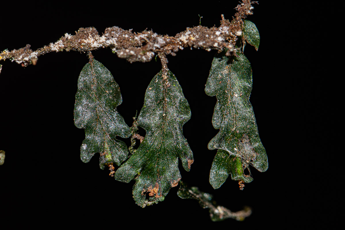 Didymoglossum erosum Didymoglossum erosum