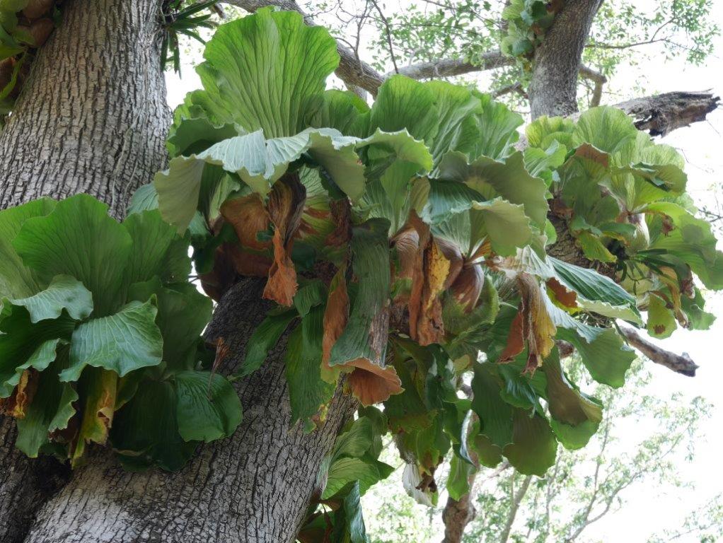 Platycerium elephantotis Platycerium elephantotis