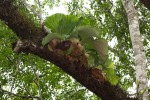 Platycerium elephantotis