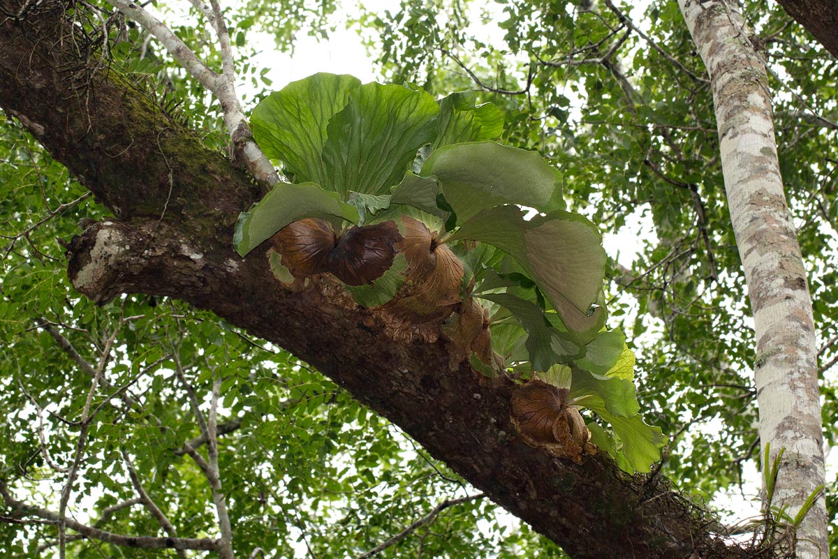 Platycerium elephantotis Platycerium elephantotis