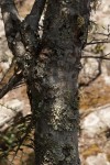 Brachystegia taxifolia