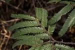 Brachystegia taxifolia