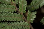 Brachystegia taxifolia