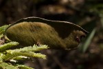 Brachystegia taxifolia