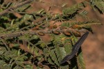 Brachystegia taxifolia