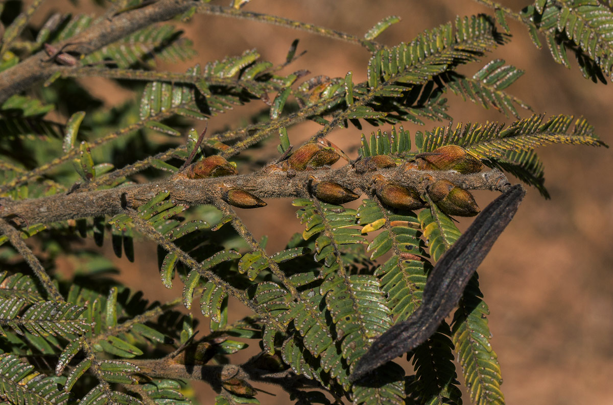 Brachystegia taxifolia
