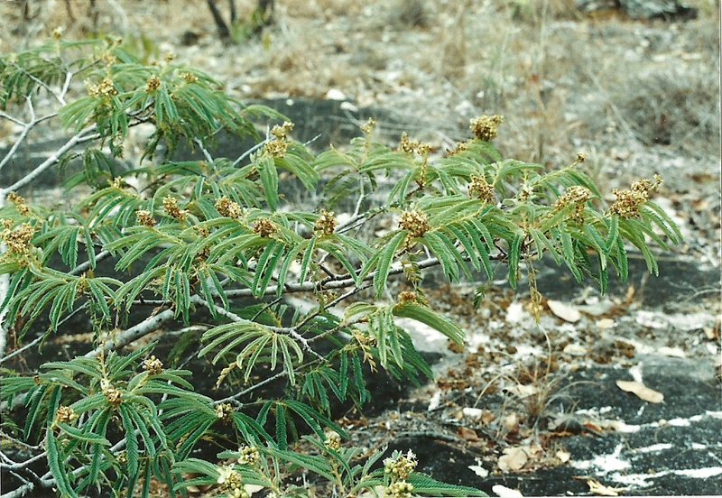 Brachystegia taxifolia