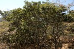 Brachystegia taxifolia