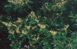 Copaifera baumiana